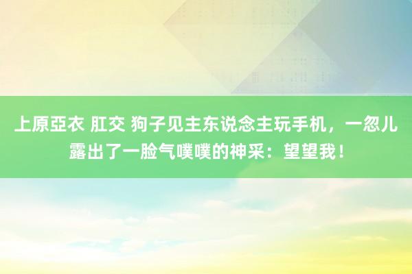 上原亞衣 肛交 狗子见主东说念主玩手机，一忽儿露出了一脸气噗噗的神采：望望我！