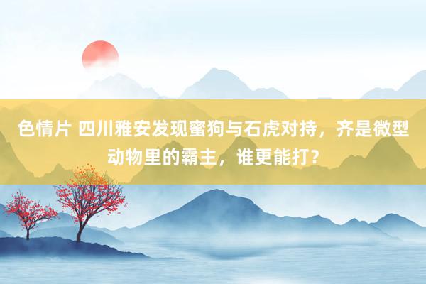 色情片 四川雅安发现蜜狗与石虎对持，齐是微型动物里的霸主，谁更能打？