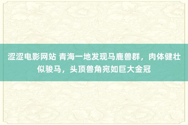 涩涩电影网站 青海一地发现马鹿兽群，肉体健壮似骏马，头顶兽角宛如巨大金冠