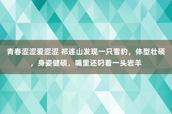 青春涩涩爱涩涩 祁连山发现一只雪豹，体型壮硕，身姿健硕，嘴里还叼着一头岩羊