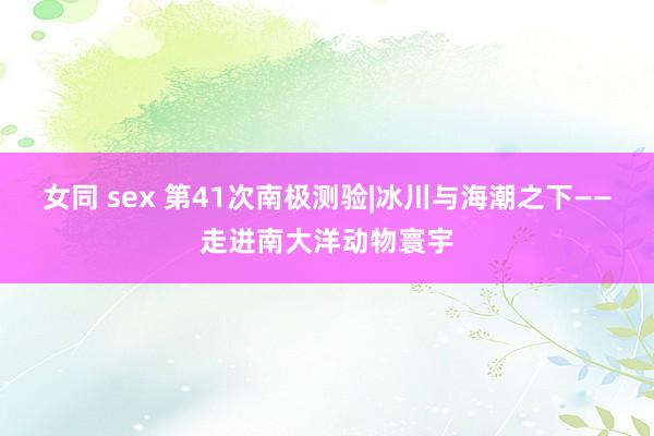 女同 sex 第41次南极测验|冰川与海潮之下——走进南大洋动物寰宇